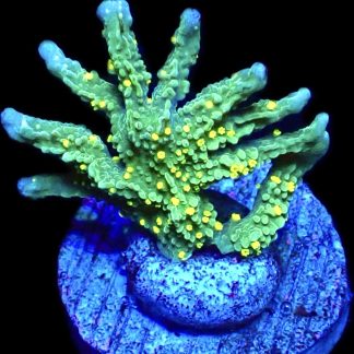 WYSIWYG 14K Montipora Hirsuta Frag