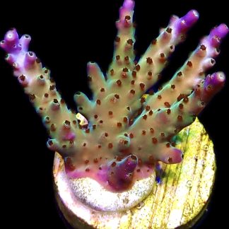 WYSIWYG 16H Tri Berry Acropora Frag