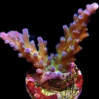 WYSIWYG 18C Miyagi Tort Acropora Frag