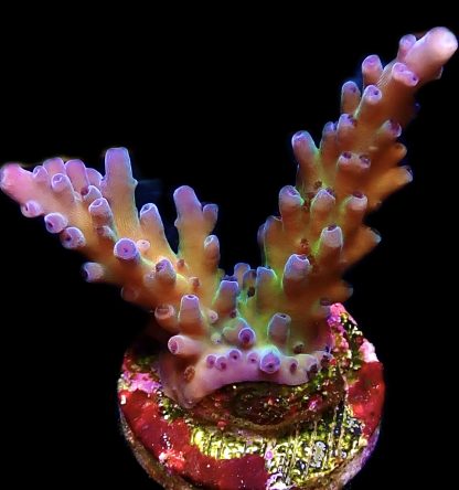 WYSIWYG 18C Miyagi Tort Acropora Frag
