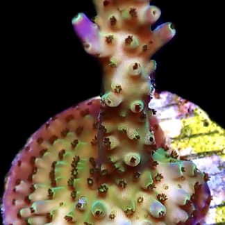 WYSIWYG 20i Tri Berry Acropora Frag