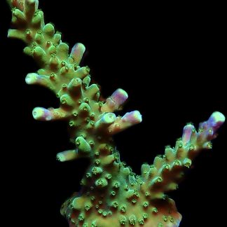 WYSIWYG 21i Joker Acropora Large
