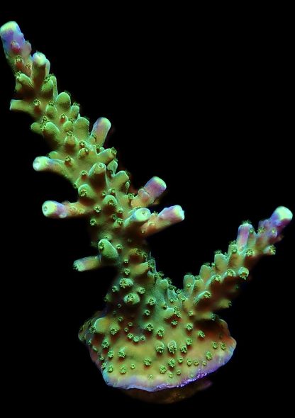 WYSIWYG 21i Joker Acropora Large