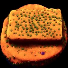 WYSIWYG 20A Gold Rush Montipora Frag