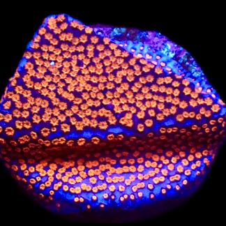 WYSIWYG 15E Superman Montipora Frag