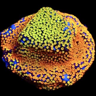 WYSIWYG 13B Rainbow Montipora