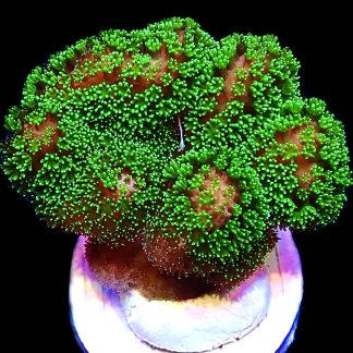 WYSIWYG 8H Ultra Neon / Pink Based Fluorescent Stylophora Frag