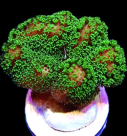 WYSIWYG 8H Ultra Neon / Pink Based Fluorescent Stylophora Frag