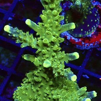 WYSIWYG 21i Joker Acropora Extra Large