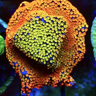 WYSIWYG 13B Rainbow Montipora