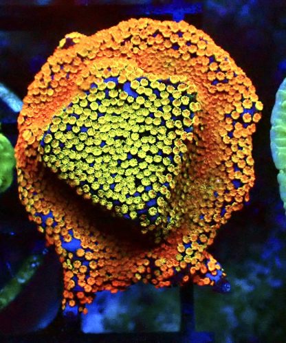WYSIWYG 13B Rainbow Montipora