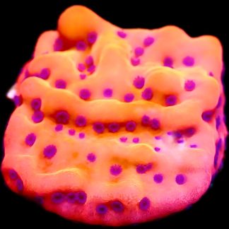 WYSIWYG 9B Brain Freeze Montipora Frag
