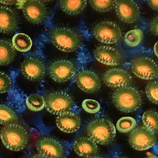 M.O.C's Forest Flare Zoanthid 8+ Polyps