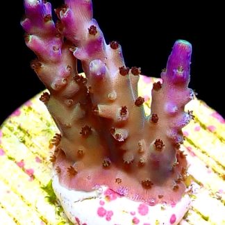 WYSIWYG 22F Tri Berry Acropora Frag