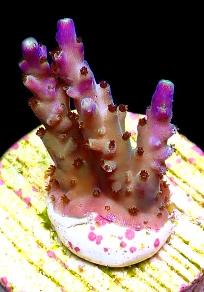 WYSIWYG 22F Tri Berry Acropora Frag