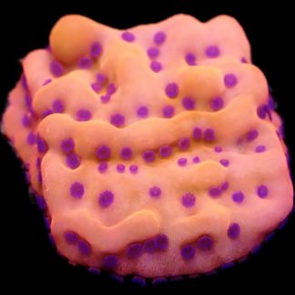 WYSIWYG 9B Brain Freeze Montipora Frag