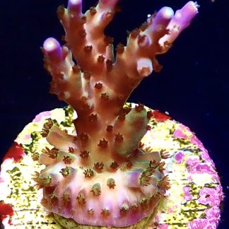 WYSIWYG 19E Tri Berry  Acropora Frag