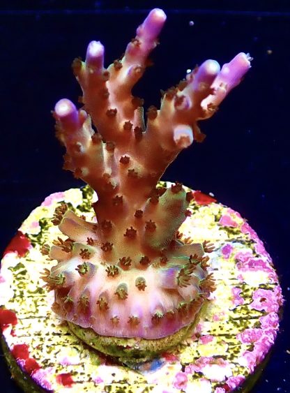 WYSIWYG 19E Tri Berry  Acropora Frag