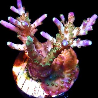 WYSIWYG 16H Tri Berry Acropora Frag