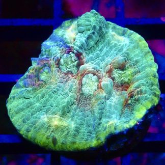WYSIWYG 33B Painter's Palette Chalice Frag