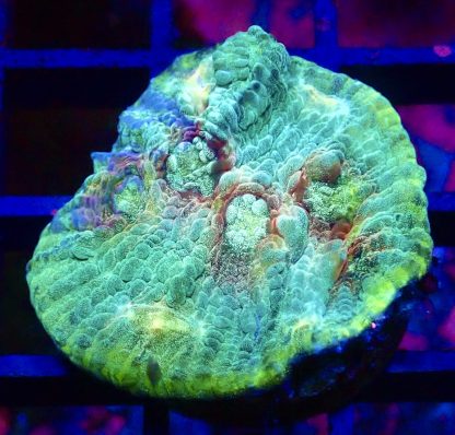 WYSIWYG 33B Painter's Palette Chalice Frag