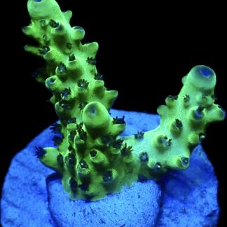 WYSIWYG 9B Acropora Granulosa Frag