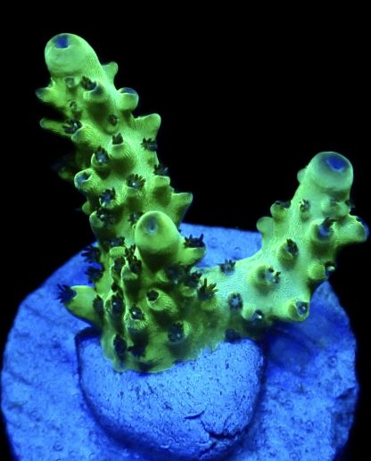 WYSIWYG 9B Acropora Granulosa Frag