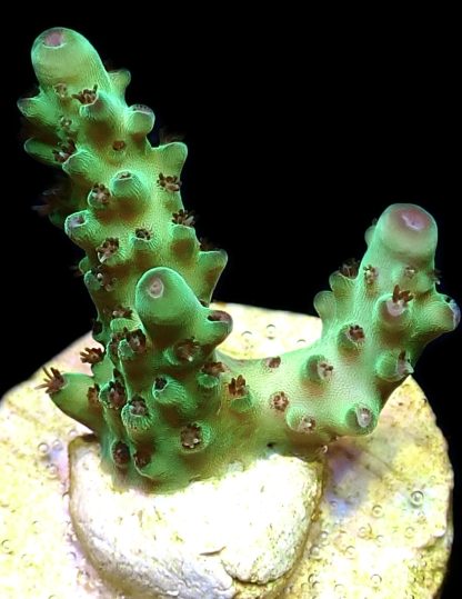 WYSIWYG 9B Acropora Granulosa Frag - Image 2