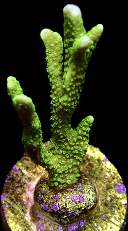 WYSIWYG 14B Super Green Montipora Digitata