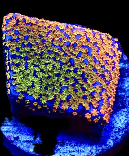 WYSIWYG 12A Ultra Rainbow Montipora