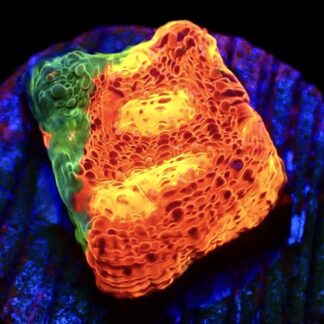 WYSIWYG 13J Jellybean Chalice