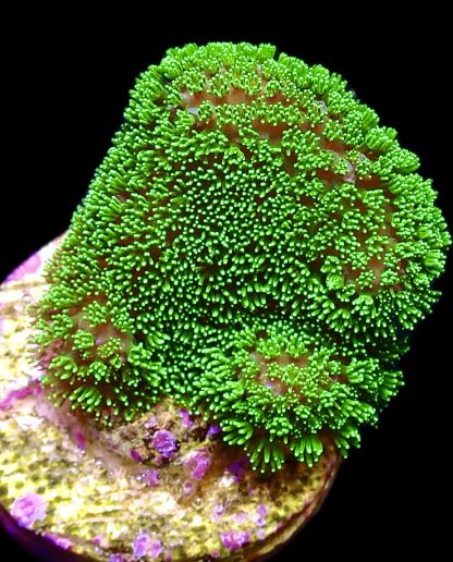 WYSIWYG 15A Ultra Neon / Pink Based Fluorescent Stylophora Frag