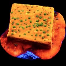 WYSIWYG 8D Gold Rush Montipora Frag