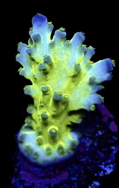 WYSIWYG M4 Violet Venom Acropora Frag