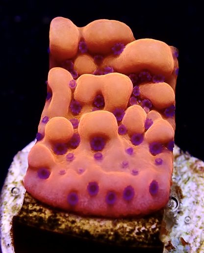 WYSIWYG 9A Brain Freeze Montipora Frag  (Rare)