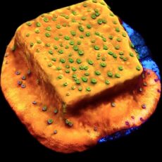 WYSIWYG 9C Gold Rush Montipora Frag