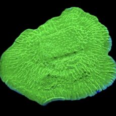 WYSIWYG 17A Pink Rim Emerald Plating Montipora Colony