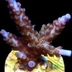 WYSIWYG 26G Blue Marvel Staghorn Acropora
