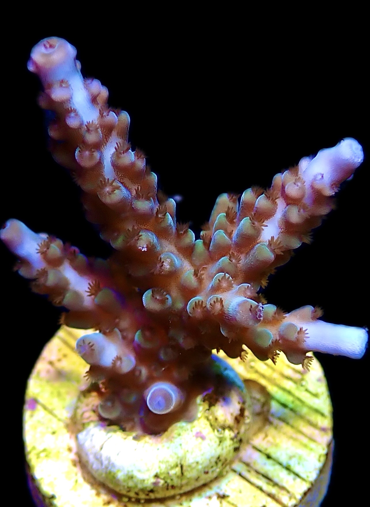 WYSIWYG 26G Blue Marvel Staghorn Acropora