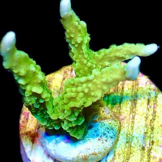 WYSIWYG 14i Elkhorn Montipora Frag