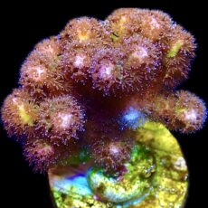 WYSIWYG M5 Golden Rod Pocillopora Large Frag