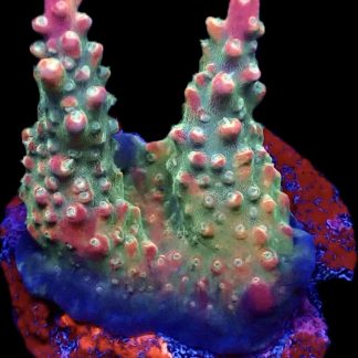 WYSIWYG 10E M.O.C. Krakatoa Acropora Frag