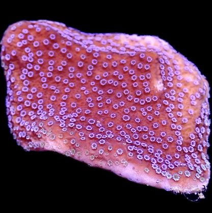 WYSIWYG 18D Purple Haze Montipora