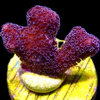 WYSIWYG 13B Cherry Cola Stylophora