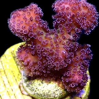 WYSIWYG 15i Cherry Cola Stylophora