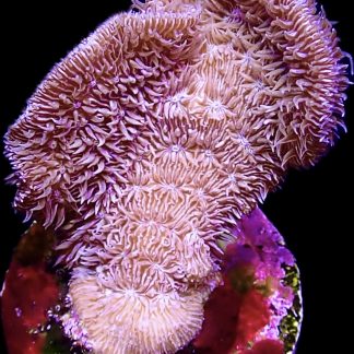 WYSIWYG 20J Ultra Purple Scrolling Pavona