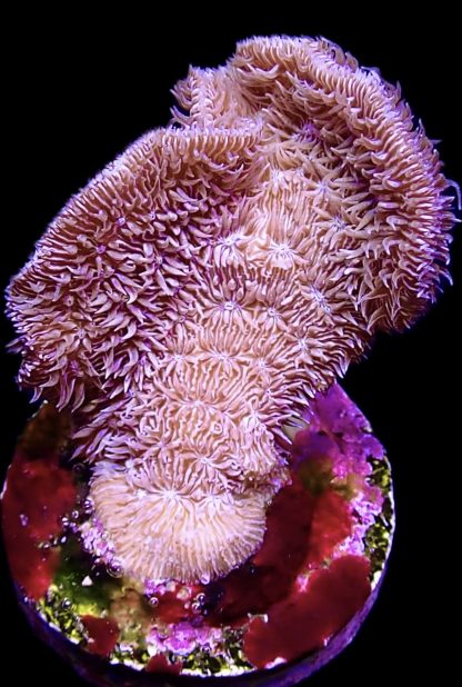 WYSIWYG 20J Ultra Purple Scrolling Pavona