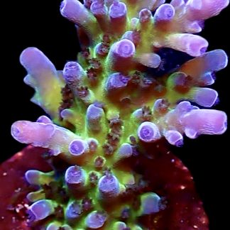 WYSIWYG 18E Miyagi Tort Acropora Frag