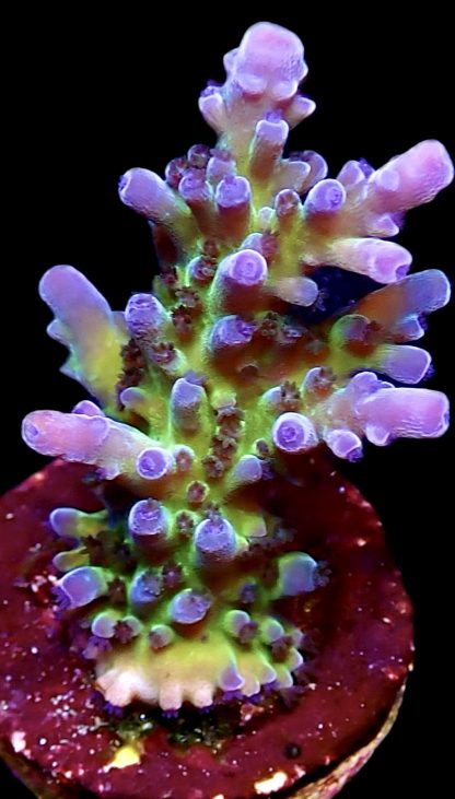 WYSIWYG 18E Miyagi Tort Acropora Frag