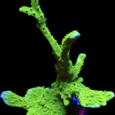 WYSIWYG 11K Elkhorn Montipora Frag XL